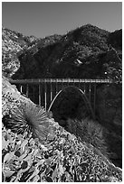 Cactus, yucca and Bridge to Nowhere. San Gabriel Mountains National Monument, California, USA ( black and white)
