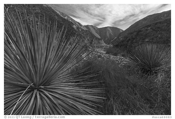Huge yucca, East Fork San Gabriel River Canyon, Sheep Mountain Wilderness. San Gabriel Mountains National Monument, California, USA (black and white)