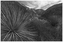 Huge yucca, East Fork San Gabriel River Canyon, Sheep Mountain Wilderness. San Gabriel Mountains National Monument, California, USA ( black and white)
