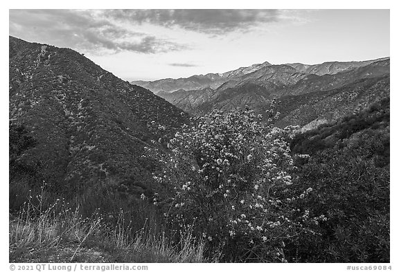 Flowering shurbs and Twin Peaks at sunrise. San Gabriel Mountains National Monument, California, USA (black and white)