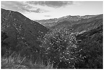 Flowering shurbs and Twin Peaks at sunrise. San Gabriel Mountains National Monument, California, USA ( black and white)