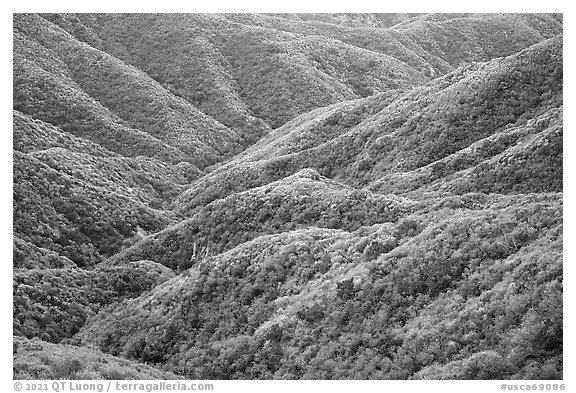 Forested hills, front range. San Gabriel Mountains National Monument, California, USA