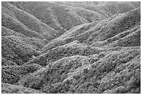 Forested hills, front range. San Gabriel Mountains National Monument, California, USA ( black and white)