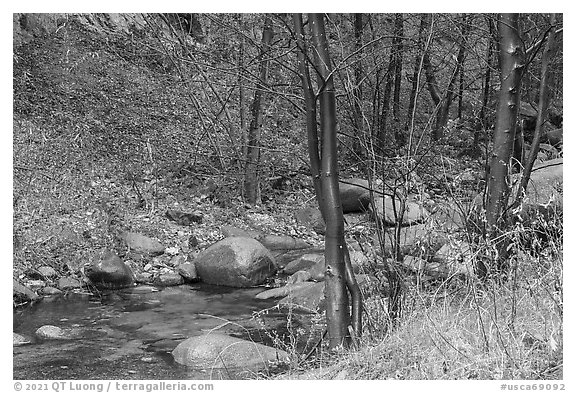 Arroyo Seco flowing in lush riparian environment. San Gabriel Mountains National Monument, California, USA (black and white)