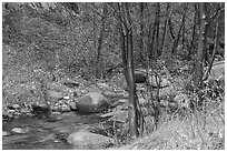 Arroyo Seco flowing in lush riparian environment. San Gabriel Mountains National Monument, California, USA ( black and white)