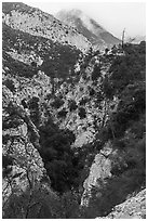 Bear Canyon. San Gabriel Mountains National Monument, California, USA ( black and white)