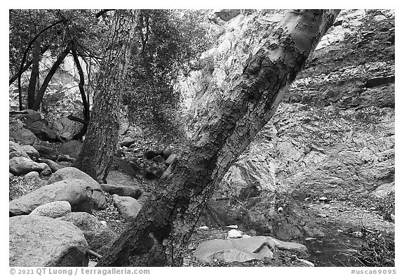 Arroyo Seco flowing in canyon. San Gabriel Mountains National Monument, California, USA (black and white)
