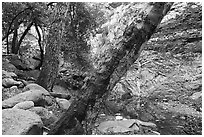 Arroyo Seco flowing in canyon. San Gabriel Mountains National Monument, California, USA ( black and white)