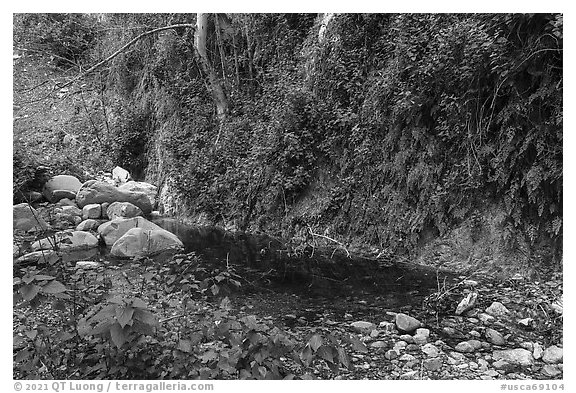 Lush Arroyo Seco canyon with ferns on walls. San Gabriel Mountains National Monument, California, USA (black and white)