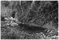 Lush Arroyo Seco canyon with ferns on walls. San Gabriel Mountains National Monument, California, USA ( black and white)