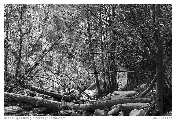 Fallen trees across Arroyo Seco canyon. San Gabriel Mountains National Monument, California, USA (black and white)
