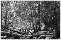 Fallen trees across Arroyo Seco canyon. San Gabriel Mountains National Monument, California, USA ( black and white)