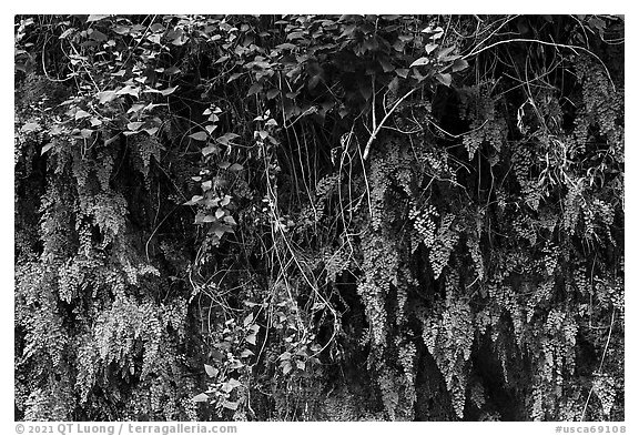 Ferns on canyon wall. San Gabriel Mountains National Monument, California, USA (black and white)