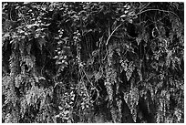 Ferns on canyon wall. San Gabriel Mountains National Monument, California, USA ( black and white)