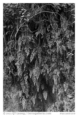 Close-up of ferns on canyon wall. San Gabriel Mountains National Monument, California, USA (black and white)