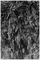Close-up of ferns on canyon wall. San Gabriel Mountains National Monument, California, USA ( black and white)