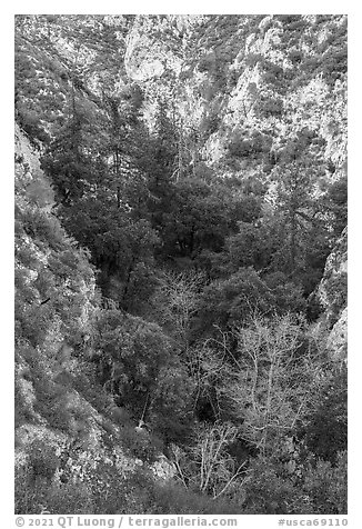 Bear Canyon from above. San Gabriel Mountains National Monument, California, USA (black and white)