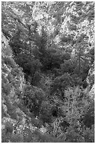 Bear Canyon from above. San Gabriel Mountains National Monument, California, USA ( black and white)