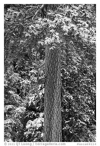 Pine tree trunk with fresh snow, Valley of the Falls. Sand to Snow National Monument, California, USA (black and white)