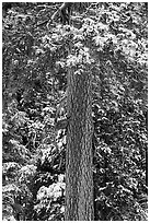 Pine tree trunk with fresh snow, Valley of the Falls. Sand to Snow National Monument, California, USA ( black and white)