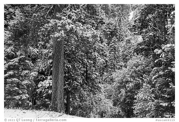 Forest with fresh snow, Valley of the Falls. Sand to Snow National Monument, California, USA (black and white)
