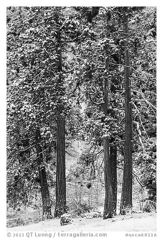 Pine trees with fresh snow, Valley of the Falls. Sand to Snow National Monument, California, USA (black and white)