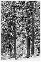 Pine trees with fresh snow, Valley of the Falls. Sand to Snow National Monument, California, USA ( black and white)