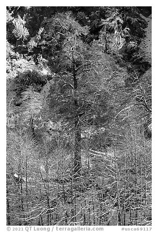 Trees and cliff with dusting of snow, Mill Creek Canyon. Sand to Snow National Monument, California, USA (black and white)
