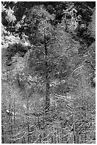 Trees and cliff with dusting of snow, Mill Creek Canyon. Sand to Snow National Monument, California, USA ( black and white)