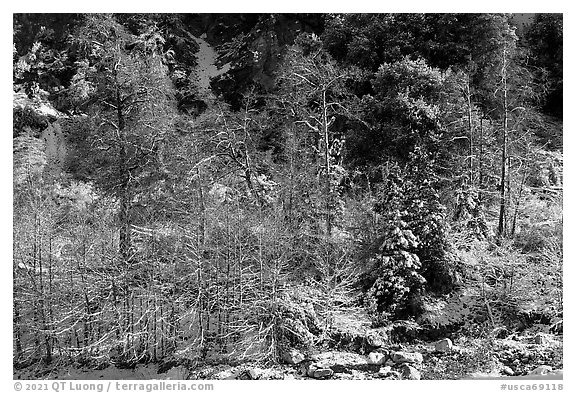 Trees and cliff with snow, Mill Creek. Sand to Snow National Monument, California, USA (black and white)