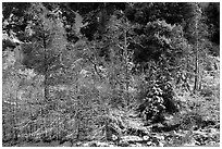 Trees and cliff with snow, Mill Creek. Sand to Snow National Monument, California, USA ( black and white)