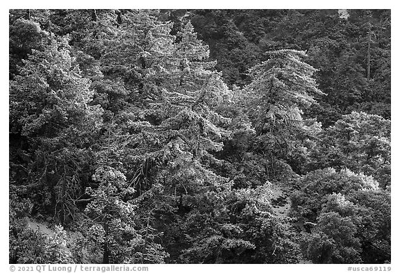 Trees on hillside with snow, Mill Creek. Sand to Snow National Monument, California, USA (black and white)