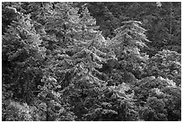 Trees on hillside with snow, Mill Creek. Sand to Snow National Monument, California, USA ( black and white)