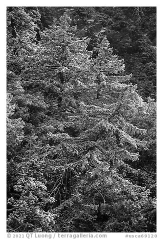 Pine trees on hillside with snow above Mill Creek. Sand to Snow National Monument, California, USA (black and white)