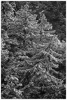 Pine trees on hillside with snow above Mill Creek. Sand to Snow National Monument, California, USA ( black and white)