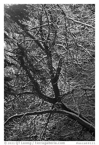 Backlit tree with snowy branches. Sand to Snow National Monument, California, USA (black and white)