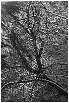 Backlit tree with snowy branches. Sand to Snow National Monument, California, USA ( black and white)