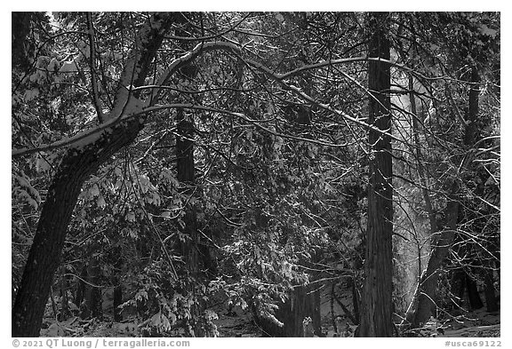 Forest with snow falling from trees, Mill Creek. Sand to Snow National Monument, California, USA (black and white)