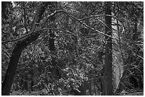 Forest with snow falling from trees, Mill Creek. Sand to Snow National Monument, California, USA ( black and white)