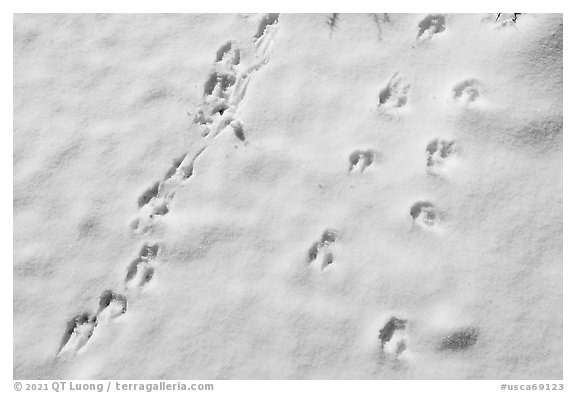 Animal tracks in snow. Sand to Snow National Monument, California, USA (black and white)