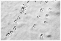Animal tracks in snow. Sand to Snow National Monument, California, USA ( black and white)