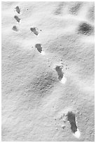 Tracks in fresh snow. Sand to Snow National Monument, California, USA ( black and white)