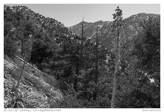 Dried yuccas and Yucaipa Ridge. Sand to Snow National Monument, California, USA (black and white)