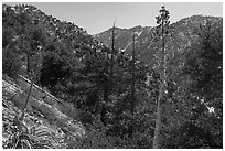 Dried yuccas and Yucaipa Ridge. Sand to Snow National Monument, California, USA ( black and white)