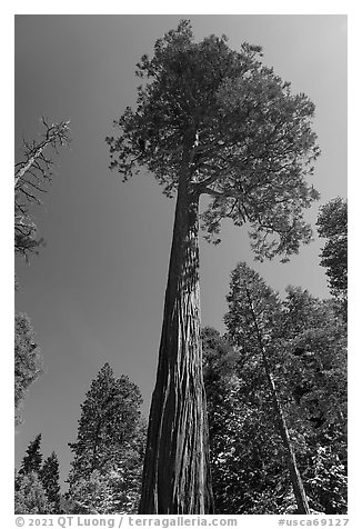 Jeffrey pine, San Gorgonio Wilderness. Sand to Snow National Monument, California, USA (black and white)