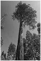 Jeffrey pine, San Gorgonio Wilderness. Sand to Snow National Monument, California, USA ( black and white)