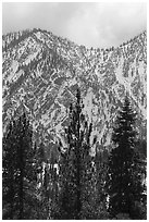 Pines and snowy Yucaipa Ridge, San Gorgonio Wilderness. Sand to Snow National Monument, California, USA ( black and white)