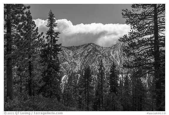 Pine forest and cloud-capped, snowy Yucaipa Ridge. Sand to Snow National Monument, California, USA (black and white)