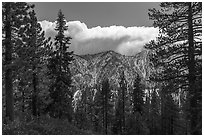 Pine forest and cloud-capped, snowy Yucaipa Ridge. Sand to Snow National Monument, California, USA ( black and white)