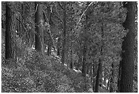 Fir forest with understory of manzanita and ceanothus. Sand to Snow National Monument, California, USA ( black and white)